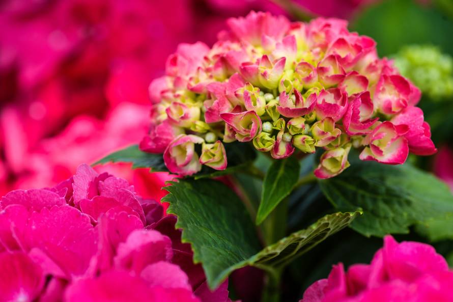 Floraart: Sadnice cvijeća od 2 kune, a za 25 mini vrt u posudi