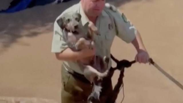 Dramatična snimka spašavanja psića iz nabujale rijeke