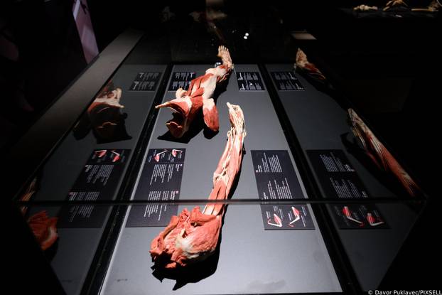 Zagreb: Konferencija uoči otvorenja izložbe seciranih ljudskih tijela Body Worlds Vital