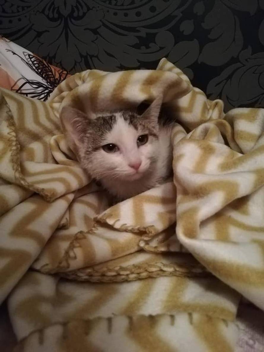 I ljubimci stradali u potresu sada trebaju krov nad glavom