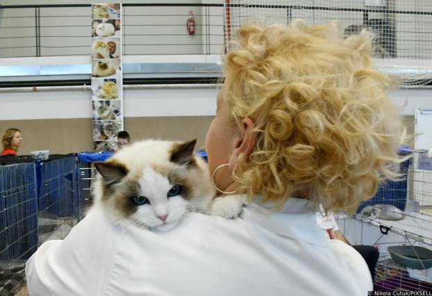 Otvorena revijalna izložba mačaka u Sisku 