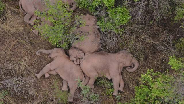 Wild Asian elephants lie on the ground and rest in Jinning district of Kunming