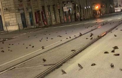 'Masakr čvoraka' u Rimu: Ptice umrle od šoka zbog pirotehnike