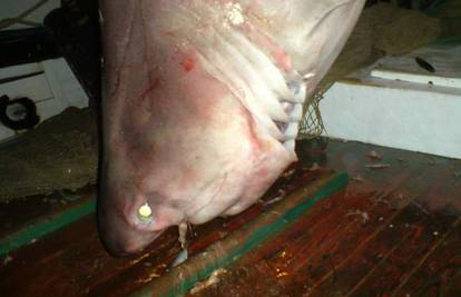 Rogoznica: Ribari izvukli psinu od 350 kg na palubu