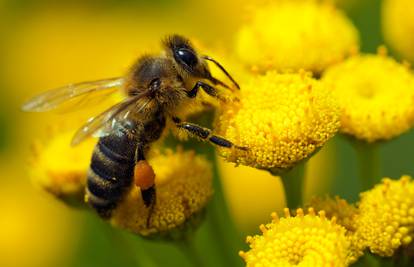 Pčele lakše pronalaze hranu ako je zrak manje onečišćen