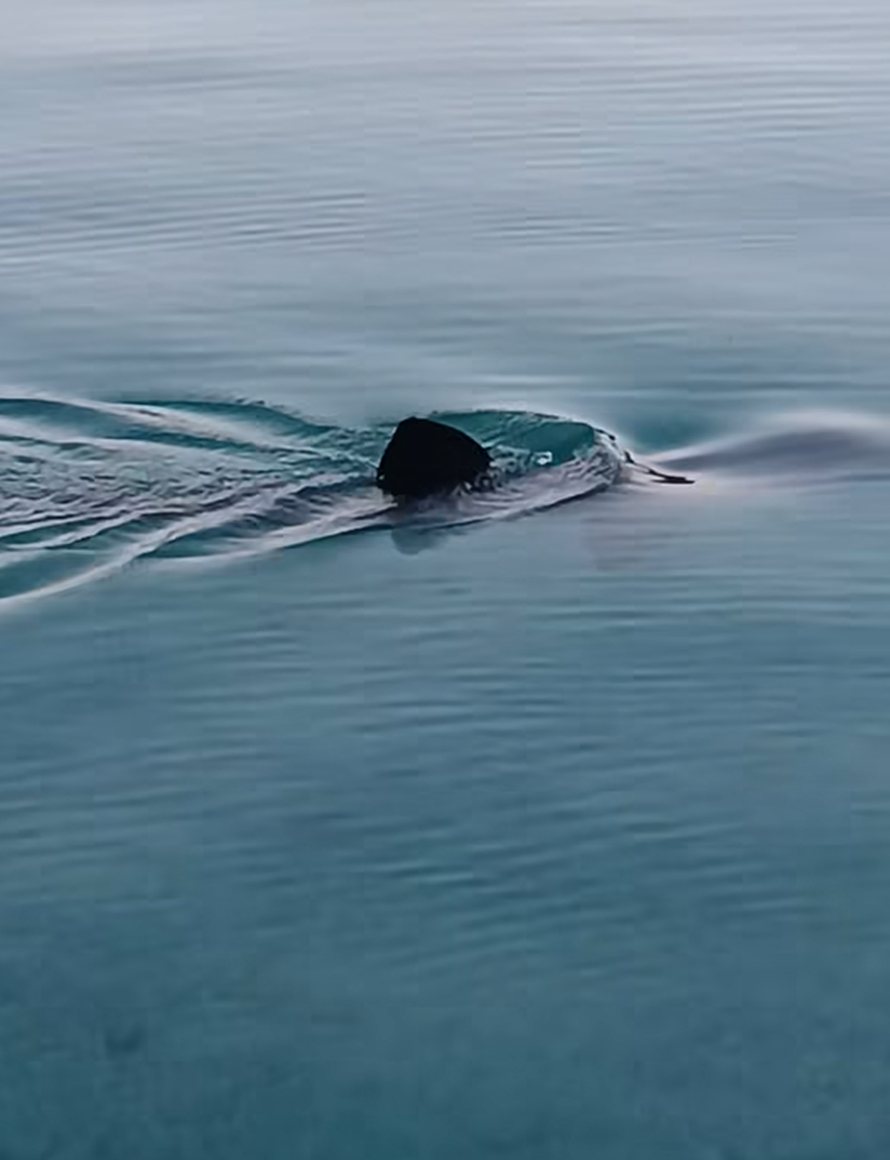 Nevjerojatna snimka iz Tisnog: Baka ostima lovila hobotnicu, a iza nje viri peraja morskog psa