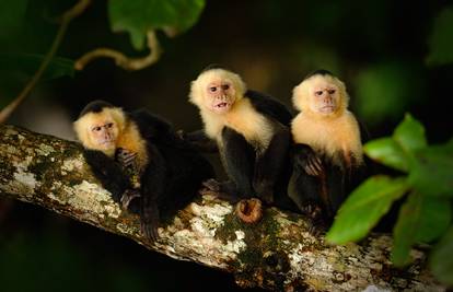 Carinici u Parizu u zračnoj luci zaplijenili stotine lubanja majmuna: Skandalozno i glupo!