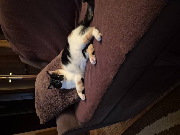 SUPER FOTKE vaših ljubimaca! Neki bi mogli biti viralni hit, ali svi su jednostavno neodoljivi