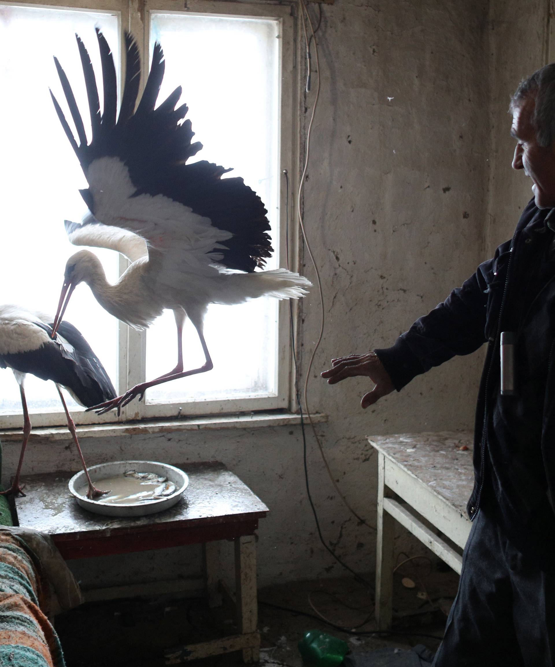 Bulgarian farmer Ismail reacts next to storks that he saved in the village of Zaritsa