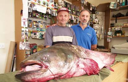 Na Dunavu ulovio soma kapitalca od čak 83,5 kg