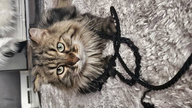 SUPER FOTKE vaših ljubimaca! Neki bi mogli biti viralni hit, ali svi su jednostavno neodoljivi