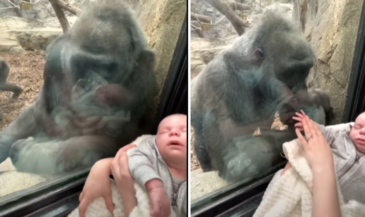 Pogledajte video: Majka došla u zoološki vrt s bebom, gorila dovela mladunče da ga pokaže