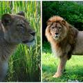 TUGA Lav ubio lavicu u ZOO vrtu u Zagrebu! Stigli su nedavno