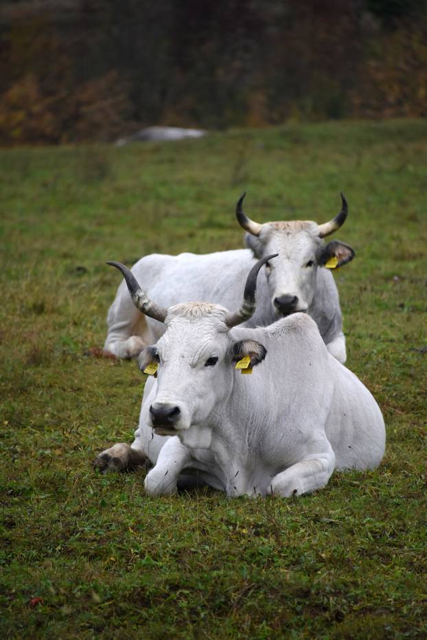 Vodice: Jesenja mističnost Ćićarije