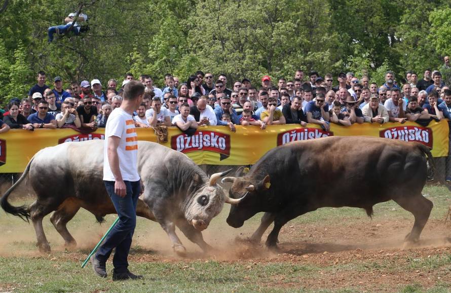'Ne damo Peronji da viđa krave prije borbe. On bi se zaljubio!'