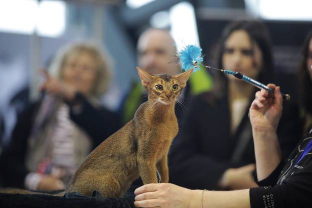 Rijeka: Međunarodna izložba mačaka