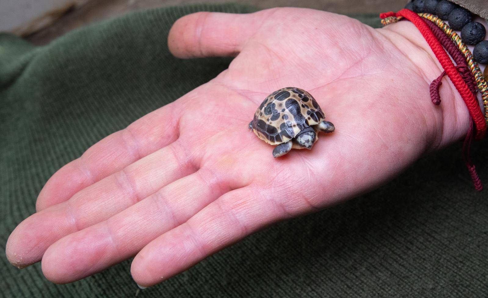 Madagascan spider turtle at Hannover Zoo