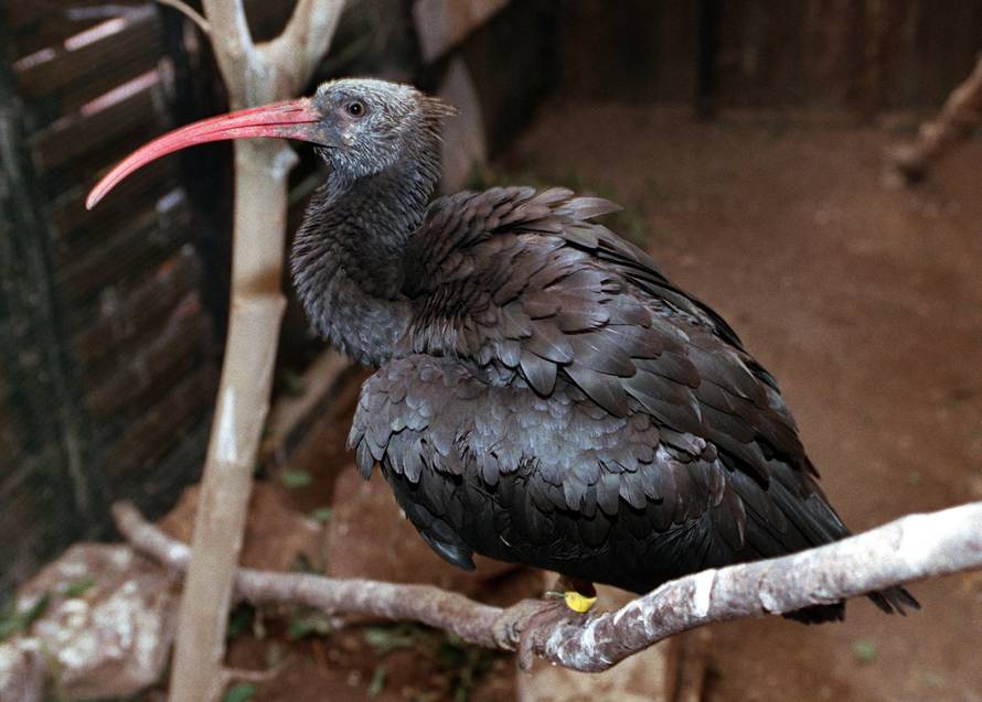 Northern bald ibis