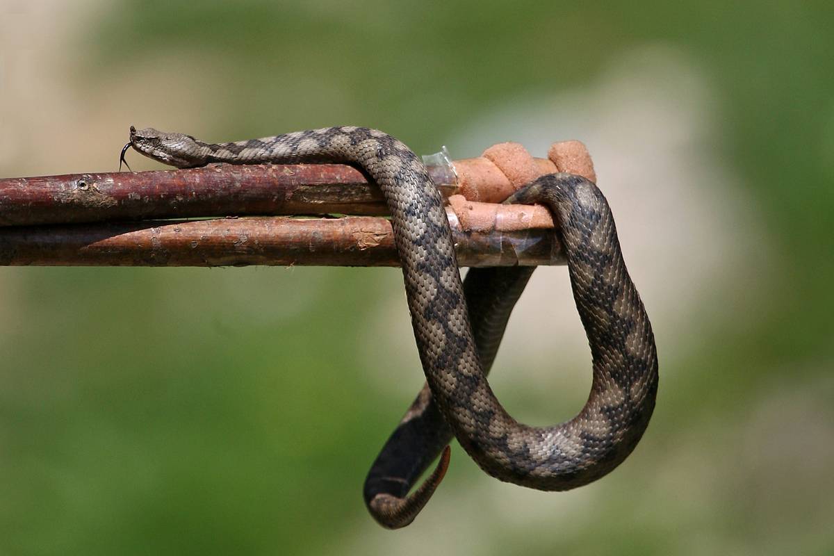 Slavonija na udaru zmija. Ima ih posvuda, mnogi su u strahu. 'Ljudi nas samo trebaju nazvati'