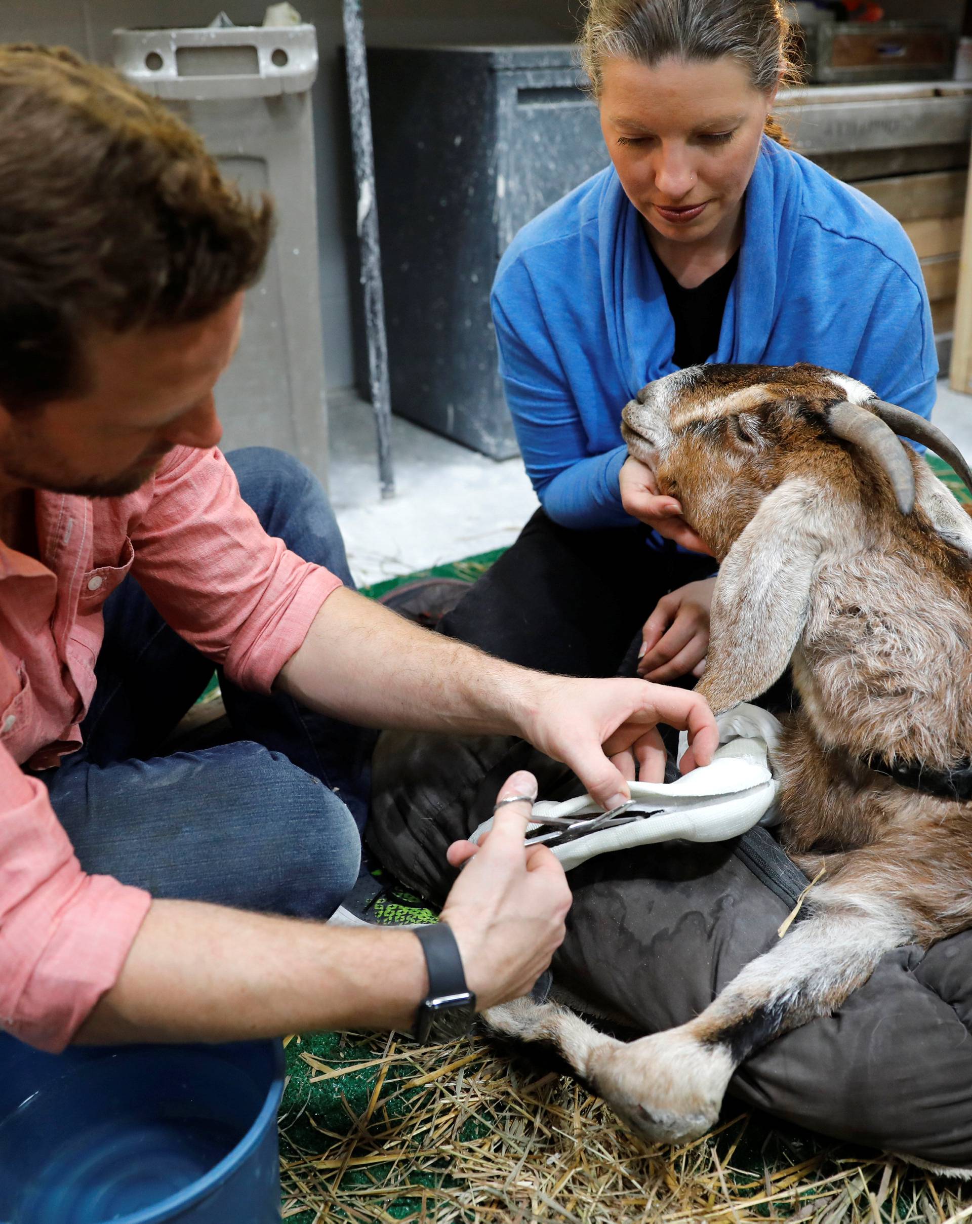 Goat is treated by Derrick Campana in Sterling, Virginia