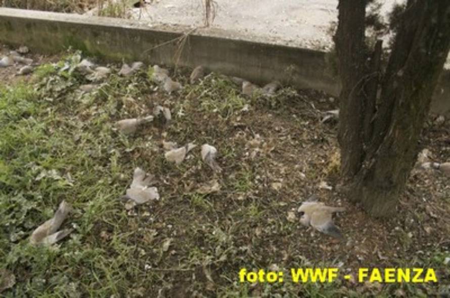 WWF Faenza