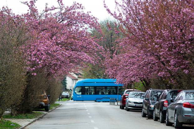 24sata Zagreb: Japanske trešnje u Ulici Bogoslava Šuleka