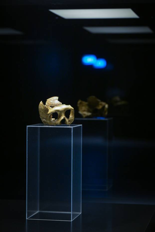 Zagreb: Otvorenje izložbe Lubanja C u Prirodoslovnom muzeju