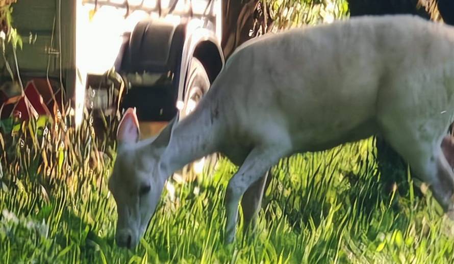 VIDEO Albino košuta mirno jela travu kraj kuća u Zagrebu