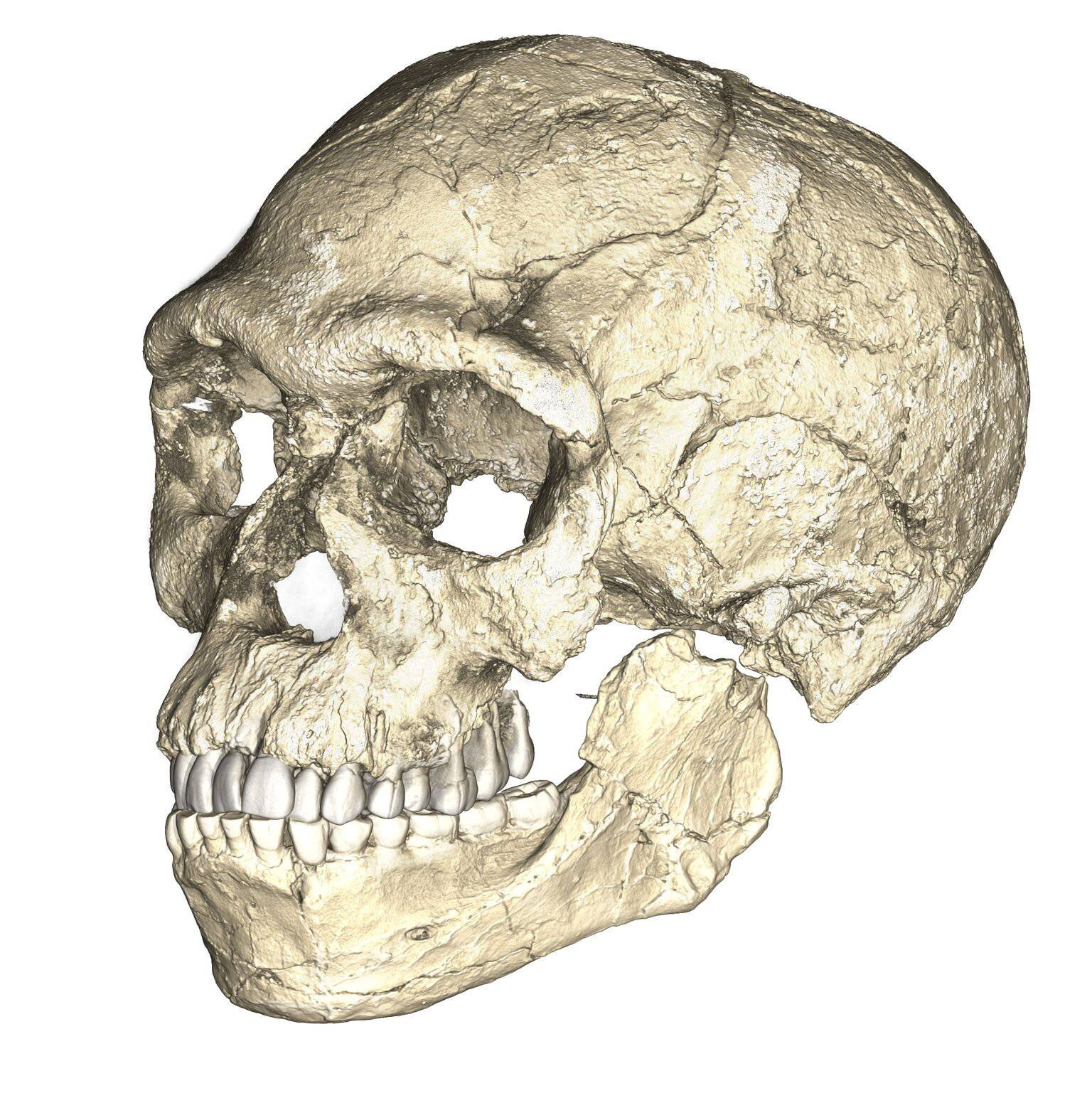 A composite reconstruction of the earliest known Homo sapiens fossils from Jebel Irhoud in Morocco is shown in this handout photo