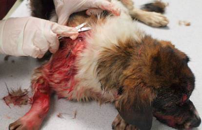 Horor kod Varaždina: Ustrijelio psa i još živog bacio ga u kanal