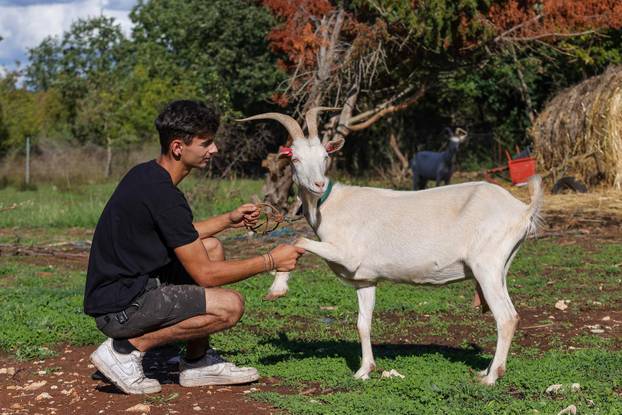 Vodnjan: Za Naj kozu 2025. godine izabrana je koza Jelena, vlasnika Mattea Muškovića 