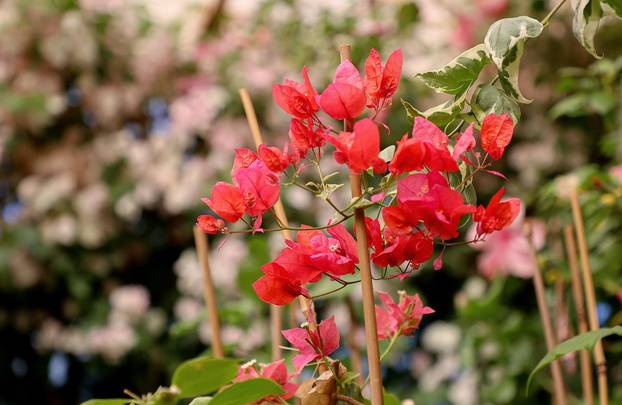 Split: Denis Bojčić, kolekcionar bugenvila