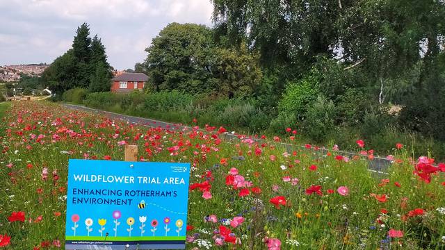Raj za pčele u Velikoj Britaniji: Posadili rijeke cvijeća uz ceste