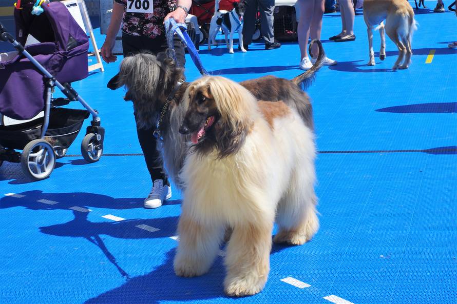 Pseći show: Američki golokoži u ringu s moskovskim čuvarom