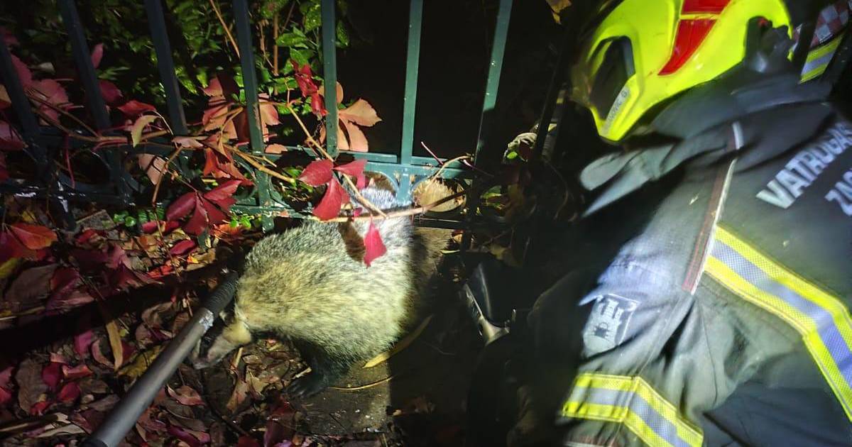 Jazavac zapeo u ogradi, spasili su ga zagrebački vatrogasci | 24sata