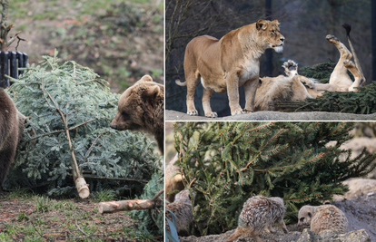 Životinje u zagrebačkom ZOO-u dobile božićna drvca: 'Za igru, skrivanje hrane i njuškanje'