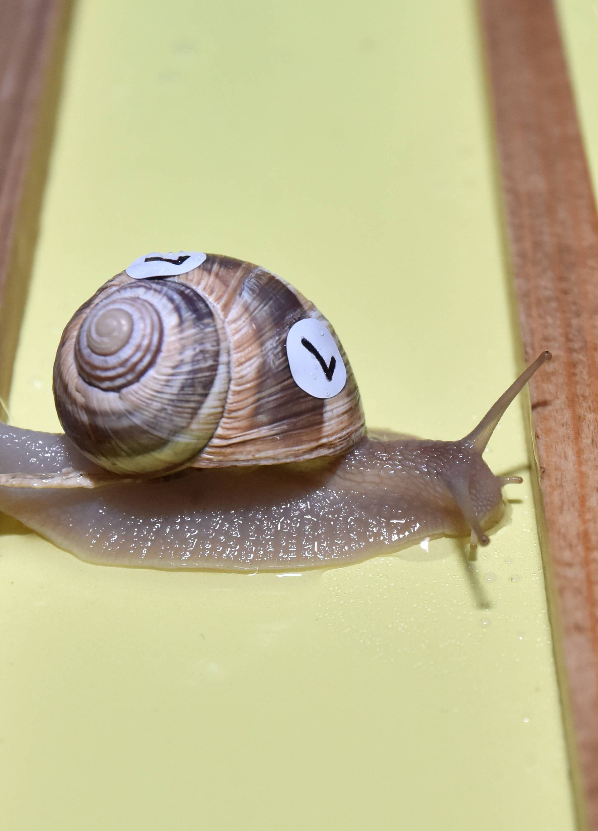 Puž iz Šopota je najbrži: Za konkurente je poput munje