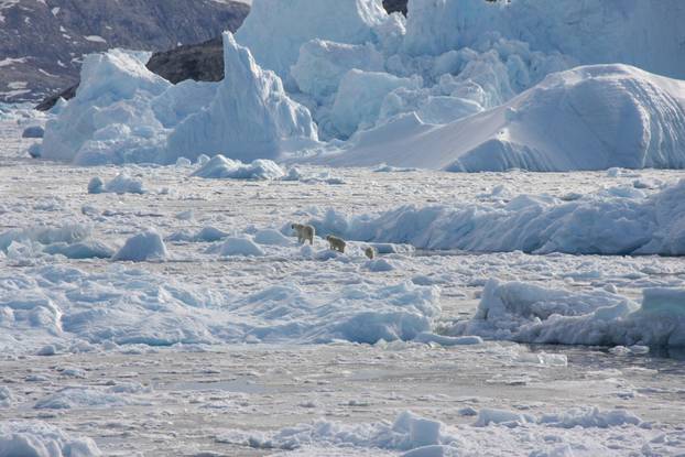 FILE PHOTO: Isolated Greenland polar bear population adapts to climate change