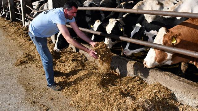 Gundinci: Stočar i proizvođač mlijeka Ivica Karavidović