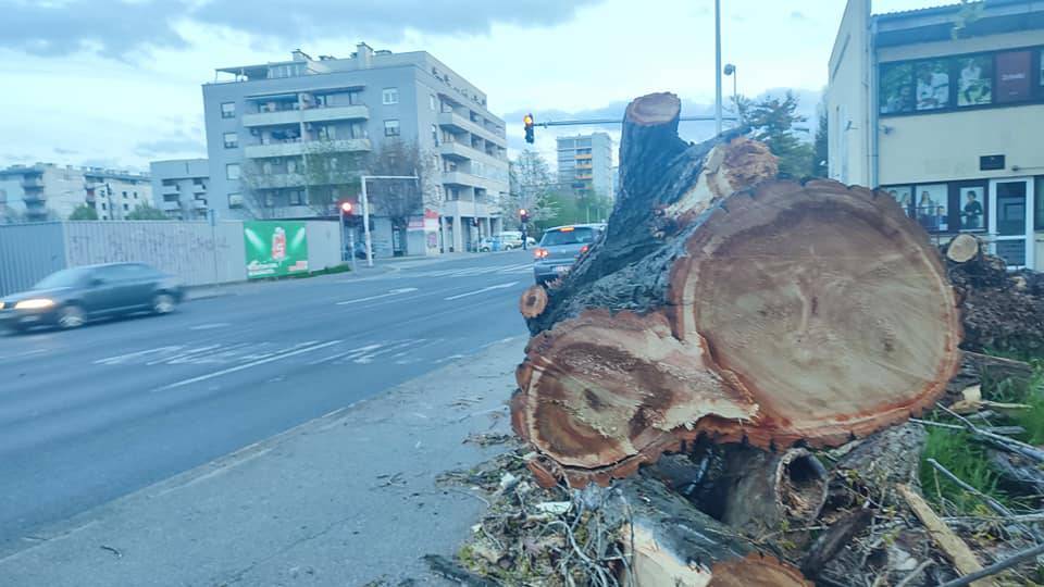 VIDEO Vjetar u Zagrebu srušio drvo od 30 metara u Selskoj! 'Vozili su po suprotnoj traci'