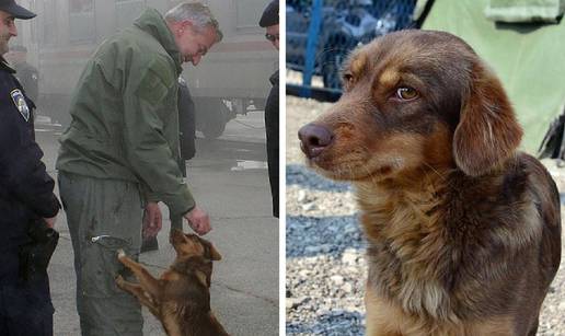 Žućo je Žućka i sad  je čuvarica kampa u Slavonskom Brodu