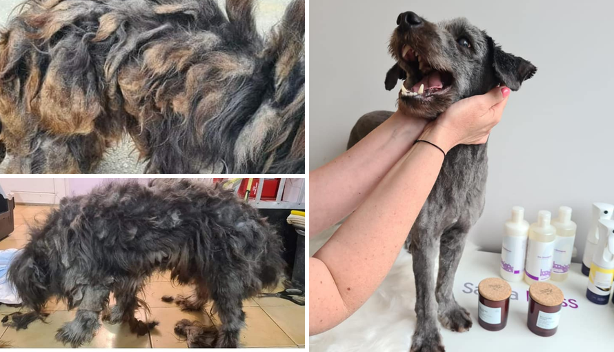 Zapušteni pas stigao u udrugu: 'U devet godina volontiranja još nismo ovako nešto vidjeli...'