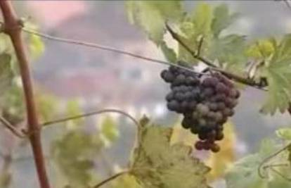 Srpski i albanski vinari na Kosovu ipak surađuju