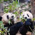 VIDEO Kina slavi povratak 17 velikih pandi iz inozemstva