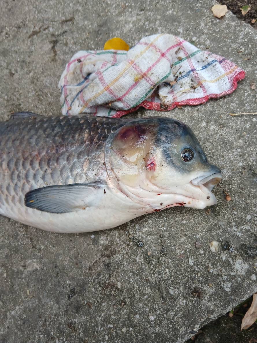 Misterij iz Dunava: Ribič ulovio 'mutanta', društvene mreže gore od nagađanja