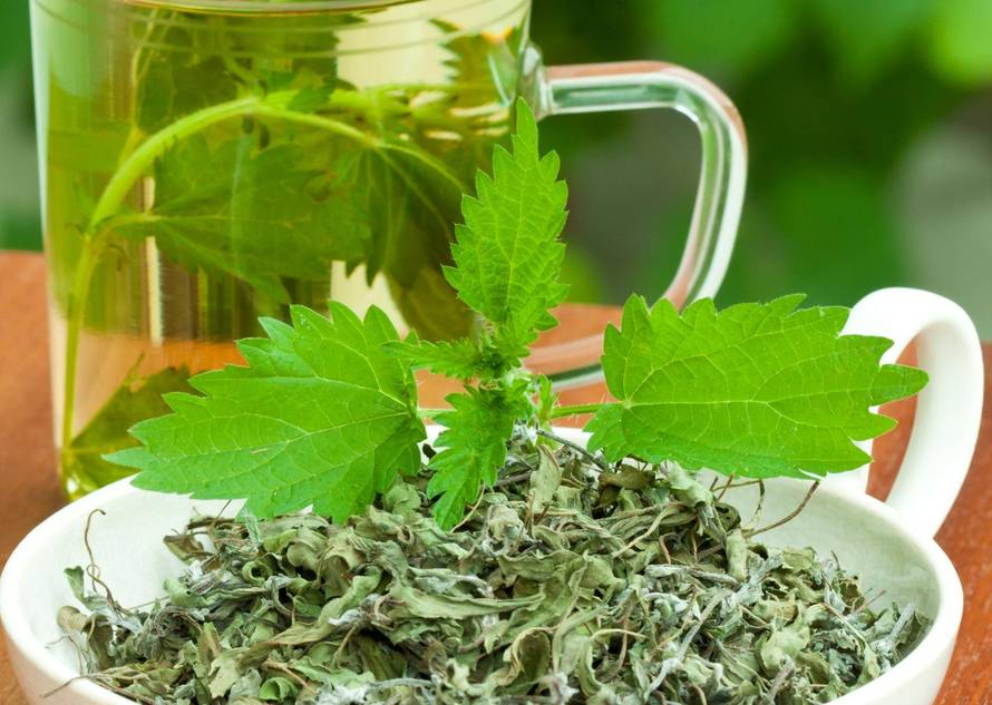 Nettle tea