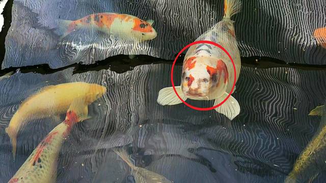 They’re hooked! Family-of-three baffled by pet fish because he has human face