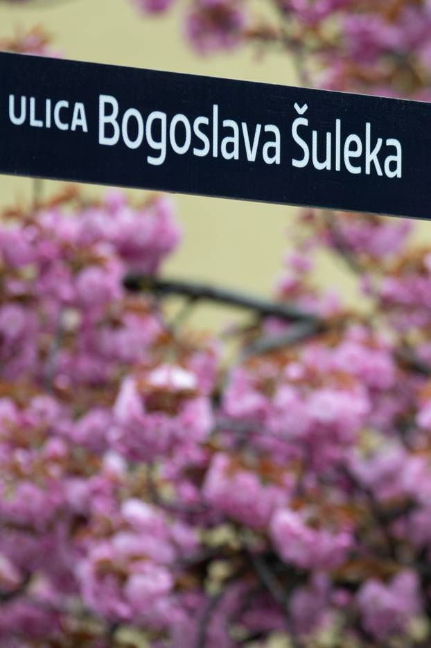 24sata Zagreb: Japanske trešnje u Ulici Bogoslava Šuleka