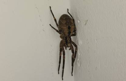 Azil Dumovec objavio fotku s intervencije: 'Ovaj pauk utjerao je strah u kosti ženi na Kajzerici'