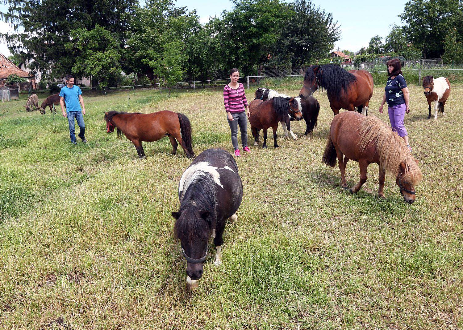 Carstvo u Murskom Središću: 'Na našem ranču Ponyland žive najsretniji konjići na svijetu'